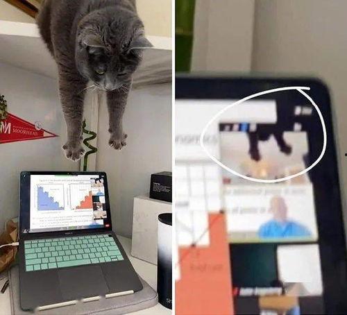 娱乐吃瓜酱小动物视频下载,小动物视频下载攻略，萌宠瞬间尽收眼底